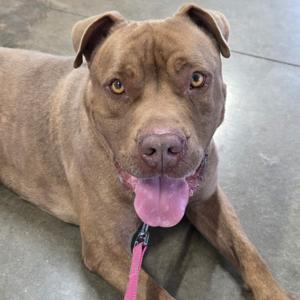 Drake, Dogue de Bordeaux, adult, available for adoption