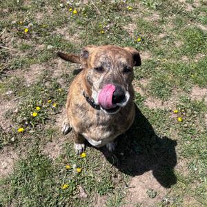 A brindle dog with a pink tongue sticking out, sitting on grass with yellow flowers.