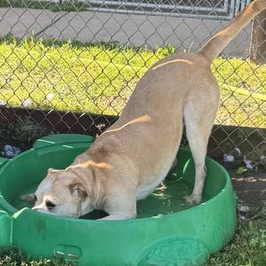 Raja, Retriever, Yellow Labrador, senior, available for adoption