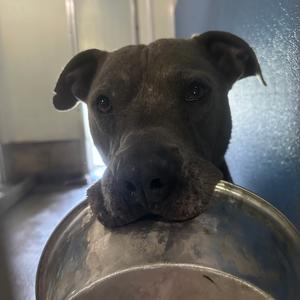 A close-up of a dog with a dark coat, resting its head on a metal bowl. The dog has large, expressive eyes and floppy ears, and appears to be in a shelter or kennel environment.