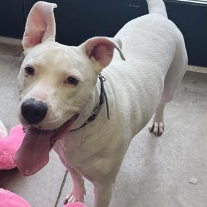 Radar, Terrier, American Pit Bull, adult, available for adoption
