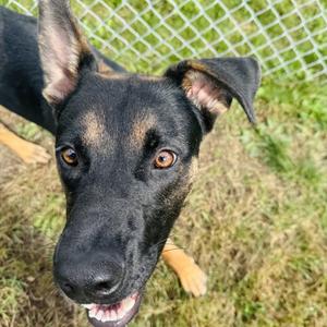 Prescott, Shepherd, German, adult, available for adoption