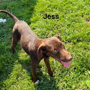 Jess, Retriever, Labrador, adult, available for adoption