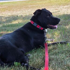 Bodie, Retriever, Black Labrador, adult, available for adoption