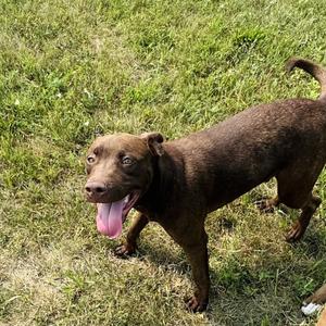 Bert, Terrier, Pit Bull, adult, available for adoption