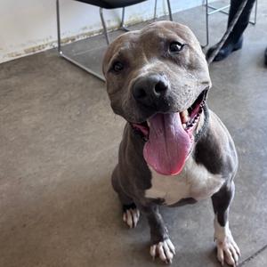 A happy gray and white dog with its tongue out, sitting on a concrete floor.