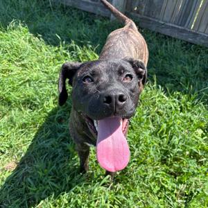 August, Terrier, American Pit Bull, adult, available for adoption