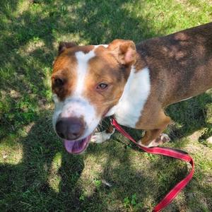 Cinnamon, Terrier, adult, available for adoption