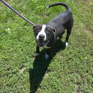 Koda, Retriever, Labrador, adult, available for adoption