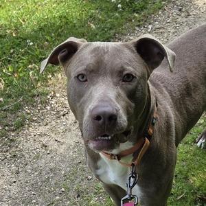 Red, Weimaraner, adult, available for adoption