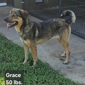 A dog standing on a concrete surface with grass in the foreground. The dog has a mix of brown, black, and tan fur, with a bushy tail and floppy ears. Its tongue is out, and it appears to be panting. The background includes a metal fence. Text at the bottom of the image reads "Grace 50 lbs.".
