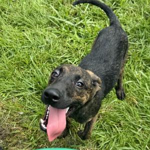 Jordan, Retriever, Labrador, adult, available for adoption