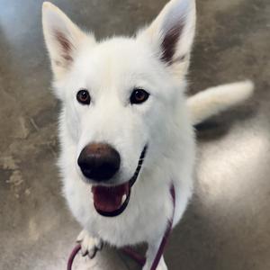 Ronnie, Husky, adult, available for adoption