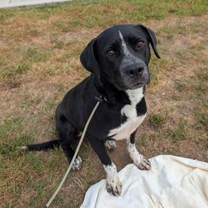 Royce, Retriever, Labrador, adult, available for adoption