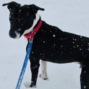 A dog in the snow