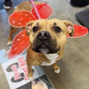 Bella, Boxer, adult, available for adoption