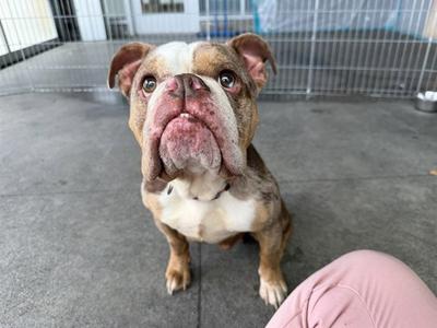 A brown and white bulldog sitting on a concrete floor, looking up with a slightly open mouth, in front of a metal fence.
