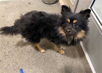 DON POM, Pomeranian, adult, available for adoption