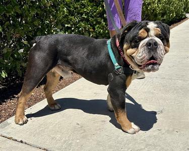 STEVEY, English Bulldog / Chinese Shar-Pei, adult, available for adoption