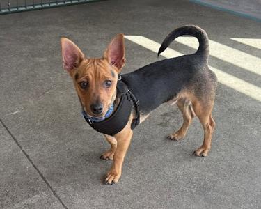 ROCKY, Chihuahua / Dachshund, young, available for adoption
