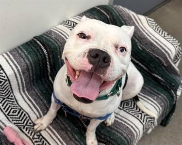 WINTER, American Pit Bull Terrier, adult, available for adoption