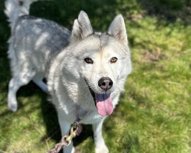 ASTER, Siberian Husky, adult, available for adoption