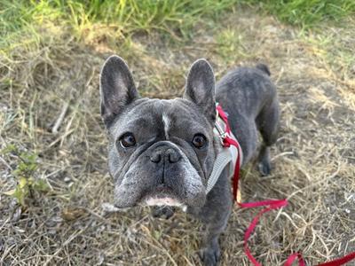 A gray French bulldog wearing a red harness and leash, standing on dry grass and looking up at the camera.