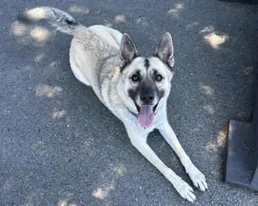 ROUX, German Shepherd Dog, adult, available for adoption