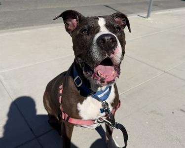 MARNIE, American Pit Bull Terrier, senior, available for adoption