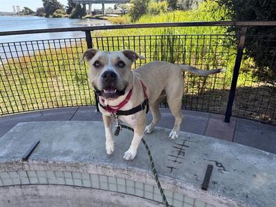 BUTTERNUT, American Pit Bull Terrier, adult, available for adoption