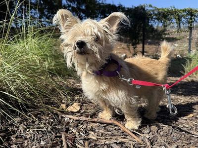 HACHI, Cairn Terrier, senior, available for adoption
