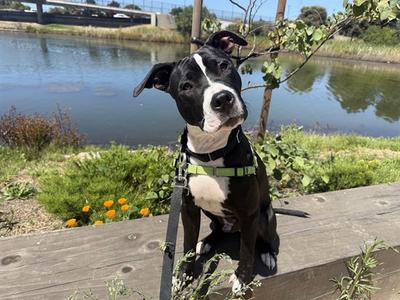 MANUEL, Pit Bull Terrier, young, available for adoption