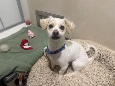 A small white dog with floppy ears and a blue collar sitting on a fluffy beige bed. The dog is looking directly at the camera with a curious expression. In the background, there is a green blanket with a red toy and a pink toy on it.