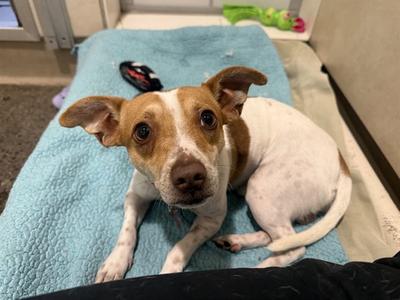 FERB, Parson Russell Terrier, adult, available for adoption