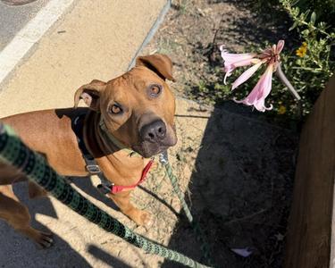 CHEETAH CHROME, Pit Bull Terrier, young, available for adoption