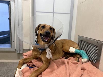 GEMMA, Black Mouth Cur / Greyhound, adult, available for adoption