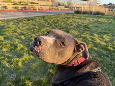 SADIE, American Pit Bull Terrier, adult, available for adoption