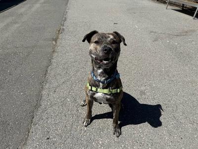 BIG DADDY KANE, American Pit Bull Terrier, adult, available for adoption