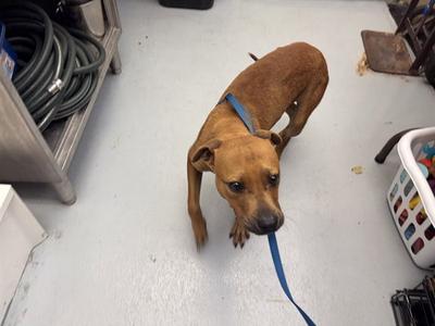 CHEETAH GIRL, American Pit Bull Terrier, young, available for adoption