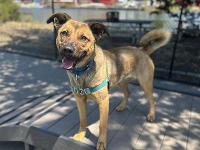 A brown dog with a blue collar and harness standing on a wooden deck, smiling with its tongue out.