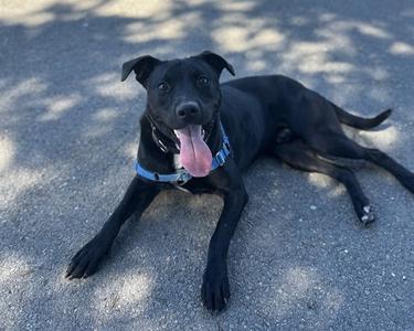 DUSTY, Pit Bull Terrier, young, available for adoption