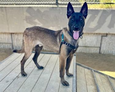 KAIRO, Belgian Shepherd Malinois, young, available for adoption