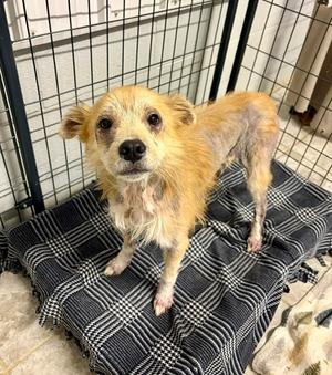 Camillo, Terrier (Unknown Type, Medium), available for adoption