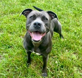 Hershey, Pit Bull Terrier, adult, available for adoption