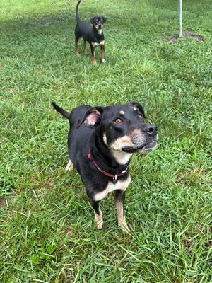 Two dogs standing on grass, one in the foreground and one in the background.