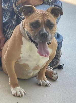 Pumpkin, Bulldog, senior, available for adoption