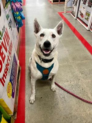 Olive, Australian Cattle Dog, adult, available for adoption