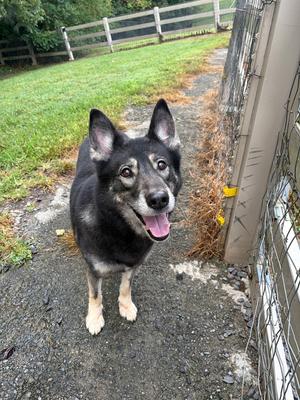 Fiona, Shepherd (Unknown Type), adult, available for adoption