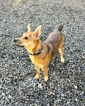 Hunny Bunny, Australian Shepherd, young, available for adoption