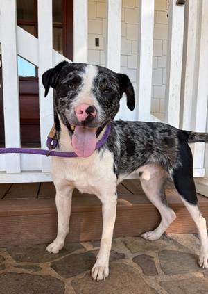 Doobie, Australian Shepherd, adult, available for adoption